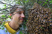 Honey bee (Apis mellifera) - A beekeeper face to face with a swarm of bees.