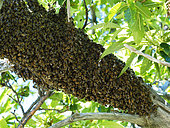 Honey bee (Apis mellifera) - A swarm lands on a branch while waiting to find a habitat. The swarm is made up of the old queen, drones and half the worker bees from the original colony. A few dozen explorer bees set off on reconnaissance flights to search for their new habitat.