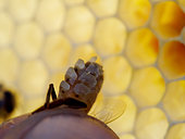 Honey bee (Apis mellifera) - A bee secreting wax scales. The bee has 8 wax glands of which the bee controls the functioning in well-determined, heat and dietary conditions. Only the bees between the ages of 12 to 18 days produce wax.
