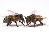Honey bee (Apis mellifera) - The microchips are used by researchers to mark the bees and identify them by a scanner at the entrance to the hive or near the sugar distributors. It is thus possible to monitor the bee's activities on an individual level, such as the hours they leave the hive.