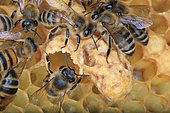 Honey bee (Apis mellifera) - Nurse and wax bees around a royal cell.