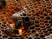 Abeille à miel (Apis mellifera) - Deux nourrices inspectent une cellule royale.
