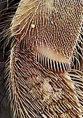 Honey bee (Apis mellifera) - Anterior Leg of a Bee Grows 70 Times