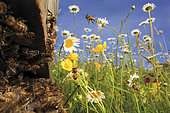 Abeille à miel (Apis mellifera) - Filles du soleil, l’activité d’une ruche est intense quand la température est supérieure à 15 ° Celsius et quand les fleurs donnent en abondance du nectar. Le nectar est sécrété par les fleurs pour attirer les insectes qui assurent ainsi la reproduction des fleurs en transportant le pollen des pistils aux étamines.