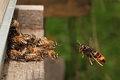 Pour tenter de protéger la colonie de la prédation incessante du Frelon asiatique (Vespa velutina), les Abeilles à miel (Apis mellifera) luttent en formant une grappe sur la planche d’envol. Elles sauvent ainsi quelques butineuses à leur retour des fleurs. France