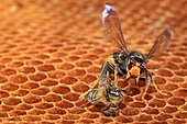Avec ses énormes mandibules, le Frelon asiatique (Vespa velutina) est un prédateur redoutable pour l'Abeille à miel (Apis mellifera). France