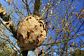 Near the nest, the Asian hornets (Vespa velutina) summarily attack any intruder. France