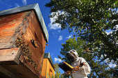 Sur le rucher expérimental du CNRS à Toulouse, les Frelons asiatiques (Vespa velutina) attaquent les Abeilles à miel (Apis mellifera) pendant l’inspection des ruches par l’apiculteur. France