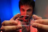 Antoine Couto, 28 years old, doctoral student at the CNRS (national center for scientific research) of Gif sur Yvette. He studies the behavioral neurophysiology of the Asian hornet and seeks to discover which pheromones induce predatory action in the Asian hornet. That could allow for a sort of “counterattack” by injecting these pheromones into the hornets' nest and thus deregulate their social behavior. The hornets' nest would self-devour itself... Fracne