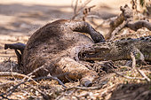 Carrion of a joung wild water buffalo or Asian buffalo (Bubalus arnee), eaten by a Mugger Crocodile or Indian Marsh Crocodile (Crocodylus palustris), Yala national park, Sri Lanka
