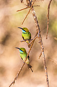 Little green bee-eaters (Merops orientalis), Yala national patk, Sri Lanka