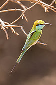 Little green bee-eater (Merops orientalis), Yala national patk, Sri Lanka