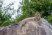 Sri Lankan Leopard Panthera pardus kotiya), resting on rocks, Yala national patk, Sri Lanka