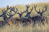 Red Deer (Cervus elaphus), Males deer with antlers covered with velvet, Private park, Haute Saone, France