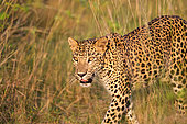 Sri Lankan Leopard Panthera pardus kotiya), Wilpattu national patk, Northwest Coast of Sri Lanka, Sri Lanka,