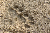 Sri Lankan Leopard Panthera pardus kotiya), print on the sand, Wilpattu national patk, Northwest Coast of Sri Lanka, Sri Lanka,