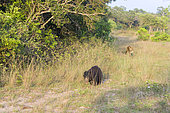 Sloth bear (Melursus ursinus), with a Leopard (Panthera pardus kotiya) following behind, Wilpattu national patk, Northwest Coast of Sri Lanka