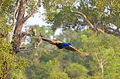 Indian Peafowl or Blue Peafowl (Pavo cristatus), male landing, Wilpattu national patk, Northwest Coast of Sri Lanka