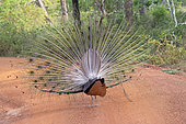 Paon bleu (Pavo cristatus), mâle faisant la roue, Parc national de Wilpattu, Côte Nord-Ouest, Sri-Lanka