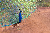 Indian Peafowl or Blue Peafowl (Pavo cristatus), male displaying, Wilpattu national patk, Northwest Coast of Sri Lanka