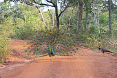 Indian Peafowl or Blue Peafowl (Pavo cristatus), male displaying, Wilpattu national patk, Northwest Coast of Sri Lanka
