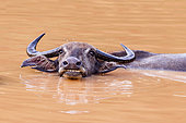 Wild water buffalo or Asian buffalo (Bubalus arnee), resting in the water, Wilpattu National Park, Northwest Coast of Sri Lanka