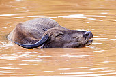 Wild water buffalo or Asian buffalo (Bubalus arnee), resting in the water, Wilpattu National Park, Northwest Coast of Sri Lanka