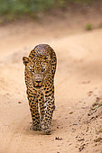 Sri Lankan Leopard Panthera pardus kotiya), Wilpattu national patk, Northwest Coast of Sri Lanka, Sri Lanka,