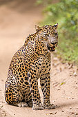 Sri Lankan Leopard Panthera pardus kotiya), Wilpattu national patk, Northwest Coast of Sri Lanka, Sri Lanka,