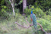 Indian Peafowl or Blue Peafowl (Pavo cristatus), male, Wilpattu national patk, Northwest Coast of Sri Lanka