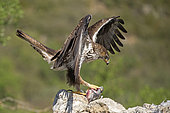 Bonelli's eagle or Eurasian hawk-eagle (Hieraetus fasciatus) or (Aquila fasciata), eating a pigeon on a rock, picture taken from hide, at a feeding station for conservation purposes, utillizing live domestic pigeons caught as pests in a nearby city, Montsonis, Pre-Pyrenees, Catalonia, Spain