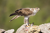 Bonelli's eagle or Eurasian hawk-eagle (Hieraetus fasciatus) or (Aquila fasciata), eating a pigeon on a rock, picture taken from hide, at a feeding station for conservation purposes, utillizing live domestic pigeons caught as pests in a nearby city, Montsonis, Pre-Pyrenees, Catalonia, Spain