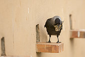 Western jackdaw (Corvus monedula), near the artificial cavity of a building entirely constructed for the nesting of these birds, Catalogna, Spain