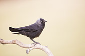 Western jackdaw (Corvus monedula), on a branch near the artificial cavity of a building entirely constructed for the nesting of these birds, Catalogna, Spain