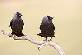 Western jackdaw (Corvus monedula), couple on a branch near the artificial cavity of a building entirely constructed for the nesting of these birds, Catalogna, Spain