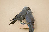 Western jackdaw (Corvus monedula), couple near the artificial cavity of a building entirely constructed for the nesting of these birds, Catalogna, Spain