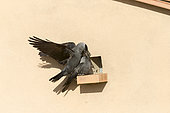 Western jackdaw (Corvus monedula), couple near the artificial cavity of a building entirely constructed for the nesting of these birds, Catalogna, Spain