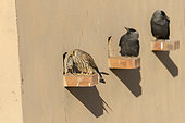 Lesser Kestrel (Falco naumanni), Female near the artificial cavity of a building entirely built for the nesting of these birds, with a prey (a vole) offered by the male, two jackdaws perched in the background, Catalonia, Spain