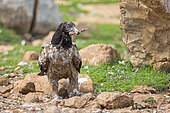 Bearded vulture (Gypaetus barbatus) immature at the feeding station in the game reserve, adults, Boumort, Lerida province, Catalonia, Spain