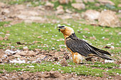Bearded vulture (Gypaetus barbatus) at the feeding station in the game reserve, adults, Boumort, Lerida province, Catalonia, Spain