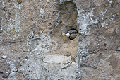 Eurasian nuthatch or wood nuthatch (Sitta europaea), takes out a faecal bag for nest hygiene in a cavity between stones of a wall, the entrance hole is partly masonry, Alsace, France