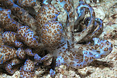 Solar powerd Nudibranch, Phyllodesmium longicirrum, Triton Bay, West Papua, Indonesia