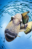 TitanTriggerfish, Balistoides viridescens, Mary Island, Solomon Islands
