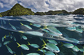 Shoal of Yellowtail Fusiliers, Caesio cuning, Micronesia, Palau