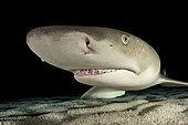 Lemon Shark, Negaprion brevirostris, Caribbean, Bahamas