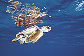 Juvenile Loggerhead Turtle, Caretta caretta, Caribbean Sea, Bahamas