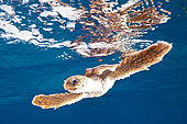 Juvenile Loggerhead Turtle, Caretta caretta, Caribbean Sea, Bahamas