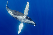 Humpback Whale, Megaptera novaeangliae, Hawaii, USA