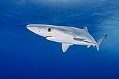 Blue Shark, Prionace glauca, San Diego, California, USA