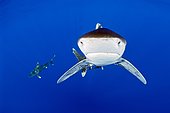 Oceanic Whitetip Shark, Carcharhinus longimanus, Hawaii, USA